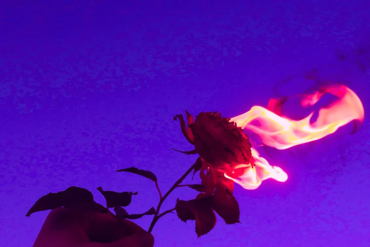 Eine Rose, die von lila und rosa Flammen umgeben ist, gegen einen blauen Hintergrund. Die Flammen leuchten intensiv und kontrastieren mit dem dunklen Umriss der Blume.