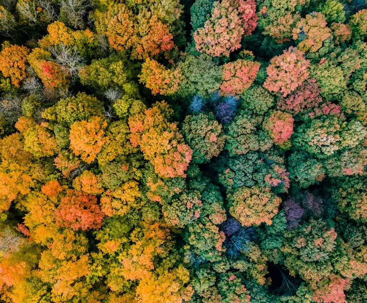 Unsplash-afbeelding voor bospad ochtendmist minimale kleuren