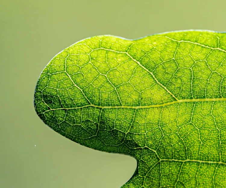 Unsplash afbeelding voor handen die zaailing in vruchtbare grond planten, close-up