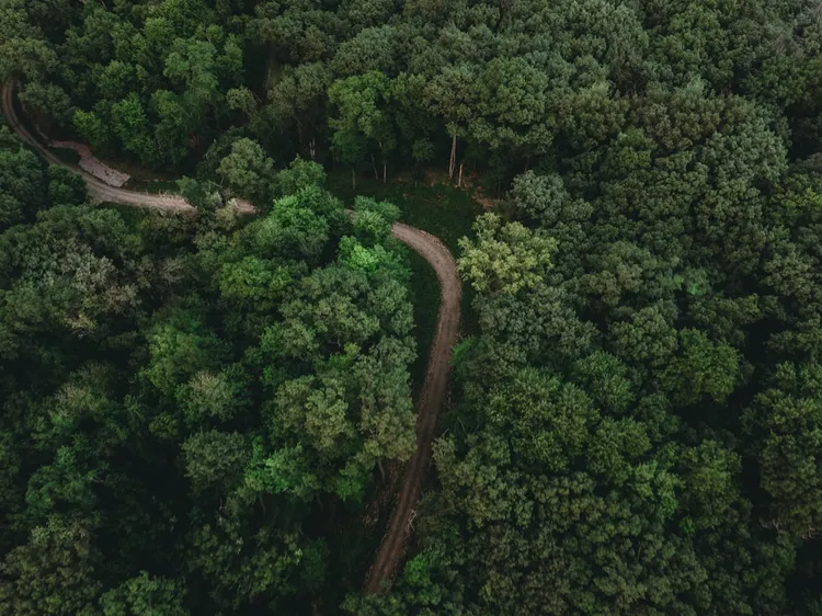 Unsplash image for forest trail crossroads signpost minimal